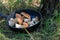 Boletus scaber (Leccinum scabrum) in a pan in the forest, freshly picked mushrooms