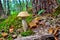 Boletus scaber (Leccinum scabrum) under the birch