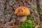 Boletus under the tree