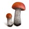 Boletus vector mushrooms