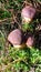 Boletus Wild Mushroom