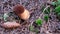 Boletus Wild Mushroom And Green Moss