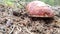 Boletus, a wonderful example of very healthy mushrooms