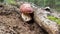 Boletus, a wonderful example of very healthy mushrooms