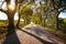 Bolgherese road, autumn or fall, tree straight at sunrise. Maremma, Tuscany, Italy