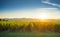 Bolgheri and Castagneto vineyards sunrise backlight. Maremma Tuscany, Italy