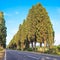 Bolgheri famous cypresses tree boulevard landscape. Tuscany landmark, Italy