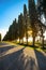 Bolgheri famous cypresses tree straight boulevard. Maremma, Tuscany, Italy
