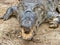 Bolivia, Rio Yakuma jungle crocodiles