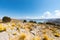 Bolivia Titicaca lake typical vegetation of the coast panoramic view