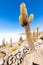 Bolivia Uyuni Incahuasi island cactus portrait