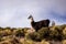 Bolivian Alpaca in the mountains of Central Bolivia. Llama standing on a mountain