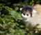 Bolivian black capped squirrel monkey, Saimiri Boliviensis