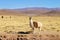 Bolivian llama breeding,Bolivia