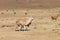 Bolivian llama breeding,Bolivia