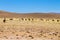 Bolivian llama breeding,Bolivia