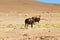 Bolivian llama breeding,Bolivia