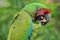 Bolivian military macaw