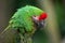 Bolivian military macaw (Ara militaris boliviana).