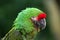 Bolivian military macaw (Ara militaris boliviana).