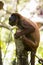 Bolivian red howling monkey in Yungas, Coroico, Bolivia