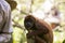 Bolivian red howling monkey in Yungas, Coroico, Bolivia