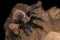 Bolivian red rump tarantula on old wood isolated on black background. Dangerous wildlife