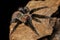 Bolivian red rump tarantula on old wood isolated on black background. Dangerous wildlife