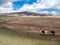 Bolivian skies with llamas walking, altiplano