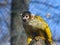 Bolivian squirrel monkey