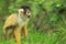 Bolivian squirrel monkey