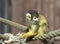 Bolivian Squirrel Monkey