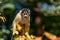 Bolivian squirrel monkey is looking at a branch