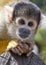 Bolivian Squirrel Monkey Portrait
