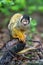Bolivian squirrel monkey is watching everything