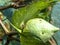 Boll weevil in cotton field