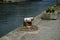 Bollards are ideal for mooring ships, photographed on the port