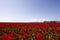 Bollenveld Nederland, Field of tulips Netherlands