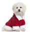 Bolognese puppy in Santa outfit, 6 months old