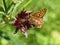 Boloria aquilonaris brown butterfly on marshland