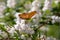 Boloria aquilonaris, the orange brown cranberry fritillary butterfly