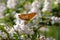 Boloria aquilonaris, the orange brown cranberry fritillary butterfly