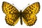 Boloria (Clossiana) titania (Titania\'s Fritillary)