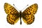 Boloria (Clossiana) titania (Titania\'s Fritillary)