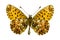 Boloria (Clossiana) titania (Titania\'s Fritillary)