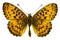 Boloria (Clossiana) titania (Titania\'s Fritillary)