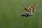 Boloria dia, Weaver`s Fritillary butterly close up in nature