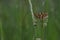 Boloria dia, Weaver`s Fritillary butterly close up in nature