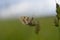 Boloria dia, Weaver`s Fritillary butterly close up in nature