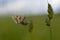 Boloria dia, Weaver`s Fritillary butterly close up in nature